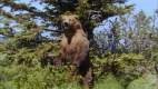 Imagen de Grizzly man